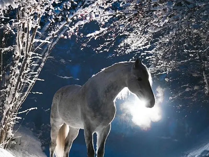 Лошади в снегу