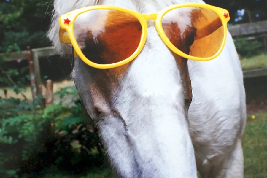 Лошадка в очках