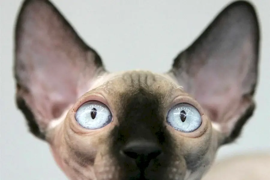 Лысая кошка с большими ушами