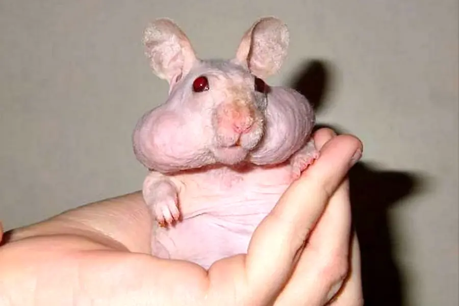 Лысая крыса Дамбо