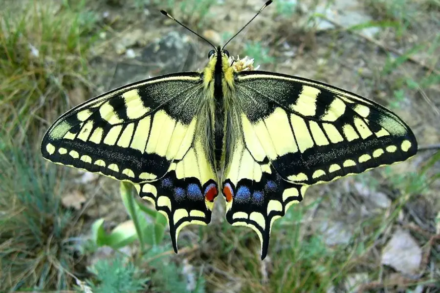 Мадагаскарская бабочка Махаон
