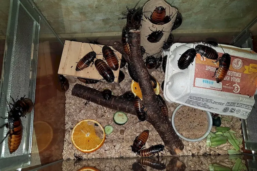 Мадагаскарские тараканы террариум