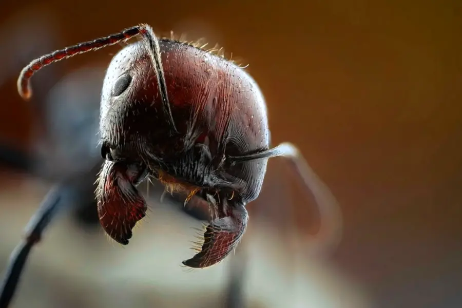 Макрофото муравья