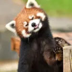 Малая красная рыжая енотовидная Панда
