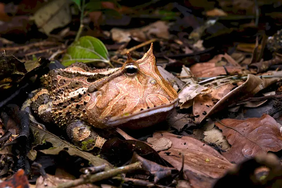 Малайская листовая лягушка