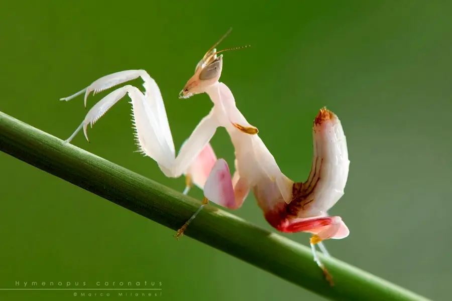 Малайзийский орхидейный богомол