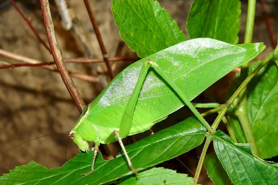 Малазийский листовидный кузнечик