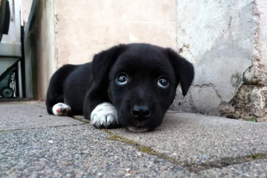Маленькая черная собачка