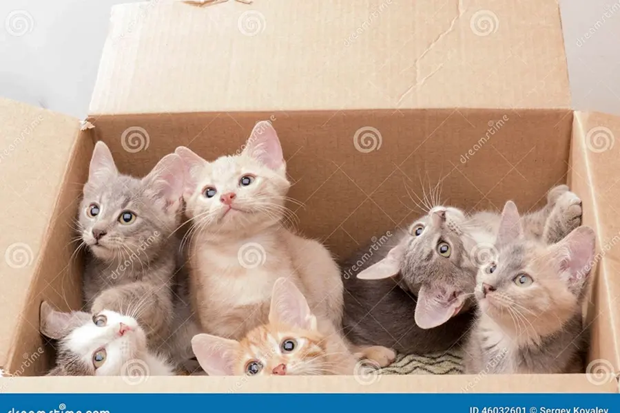 Маленькие котята в коробке