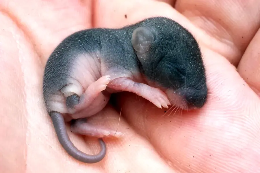 Маленькие мышата Новорожденные