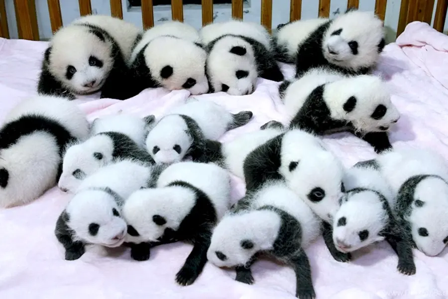 Маленькие панды