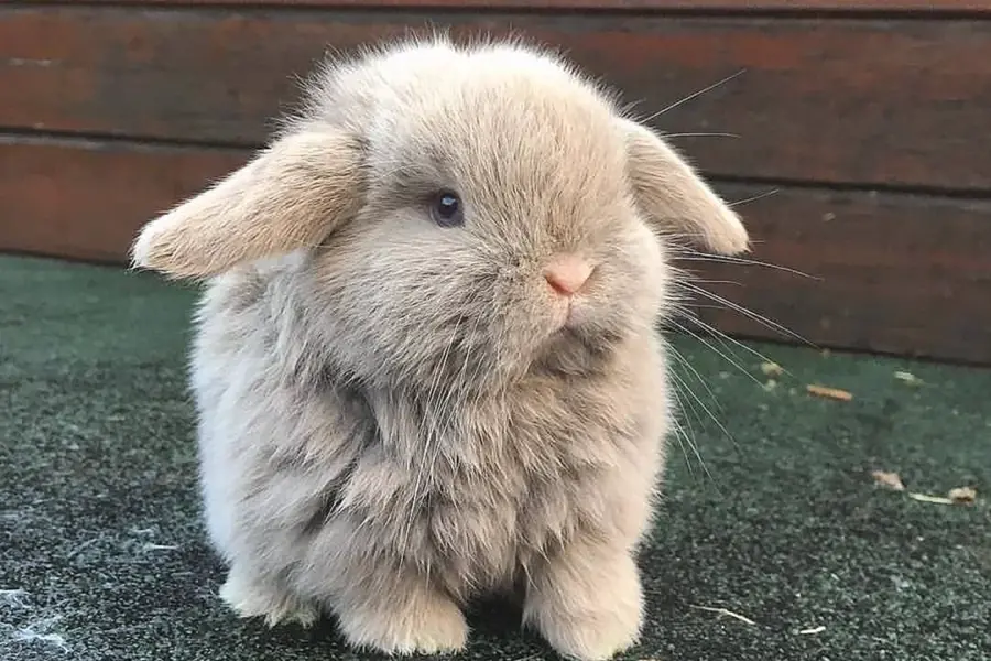 Маленький пушистый кролик