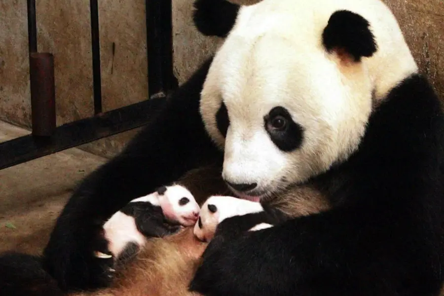 Мама Панда с детенышем