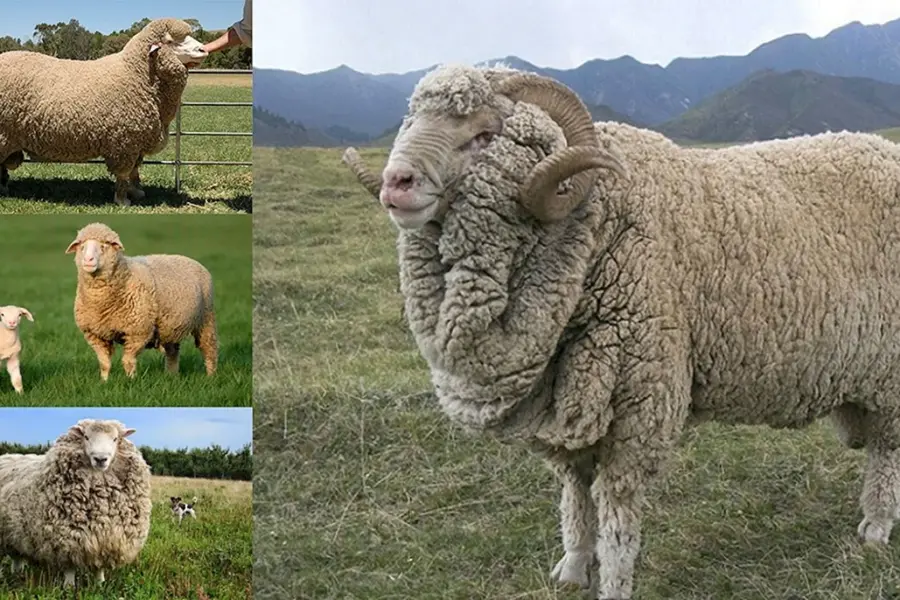 Манычский меринос порода овец