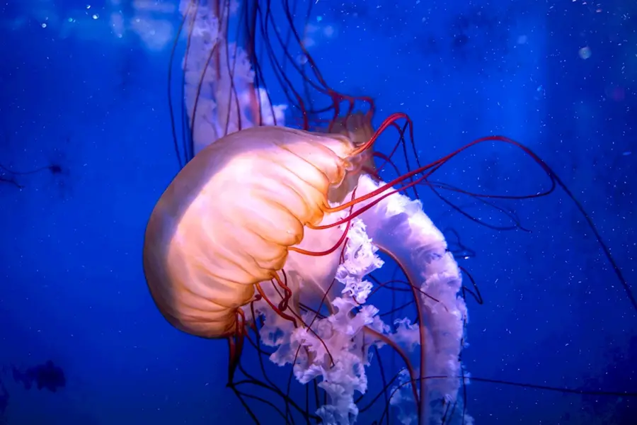 Медуза это головоногий моллюск