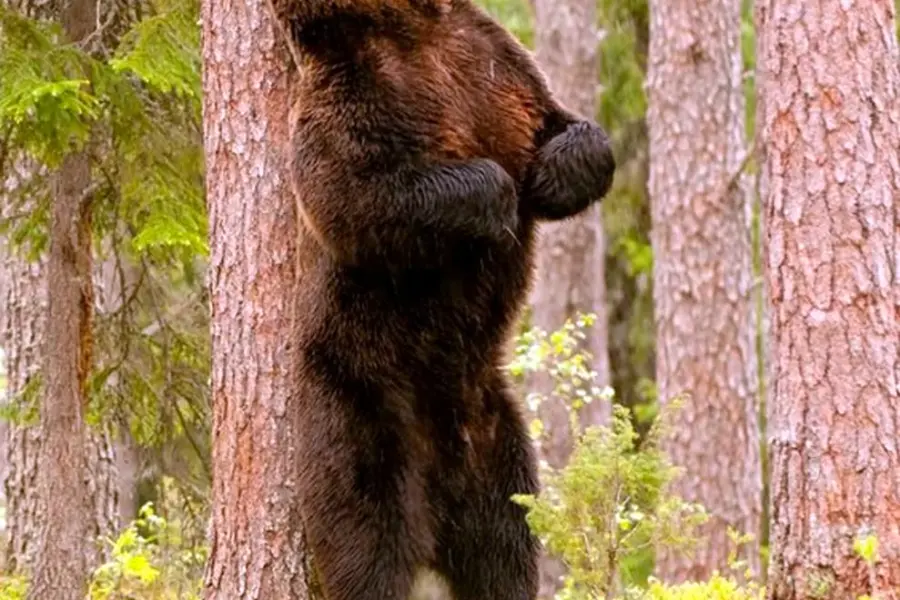 Медведь чешется об дерево