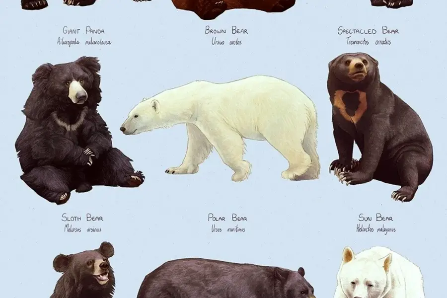 Медведь Гризли и Гималайский медведь сравнение