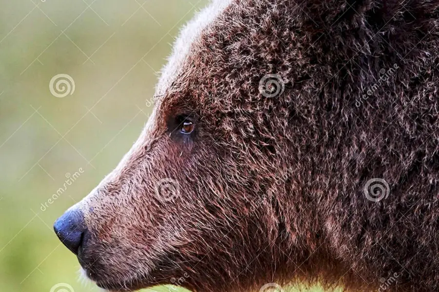 Медведь Гризли морда сбоку