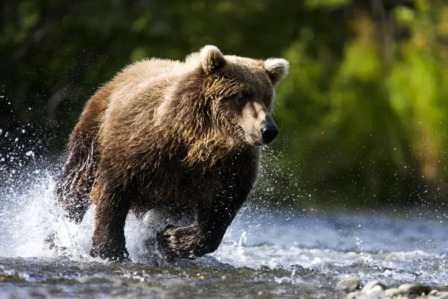 Медведь Гризли скорость бега