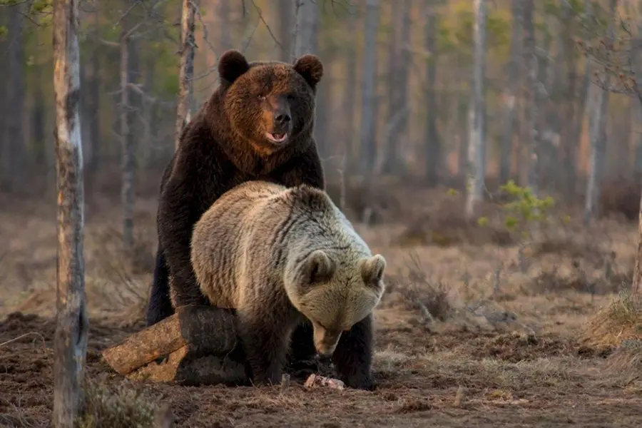 Медведь косолапый идет