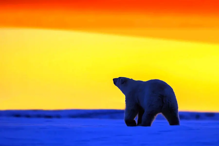 Медведь на закате