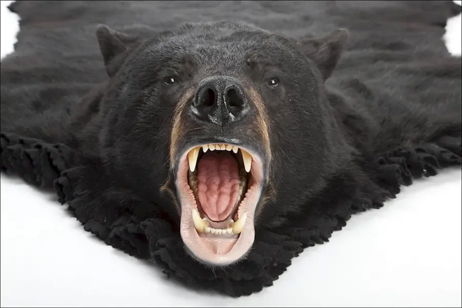 Медведь с открытой пастью