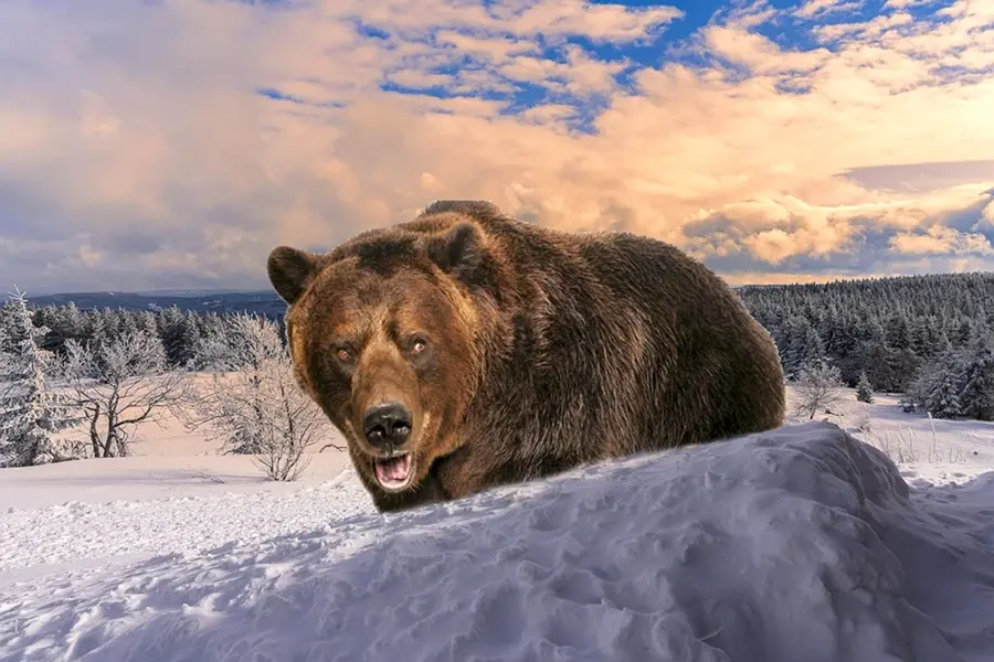Медведь шатун злой