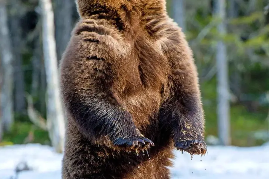 Медведь стоя на задних лапах