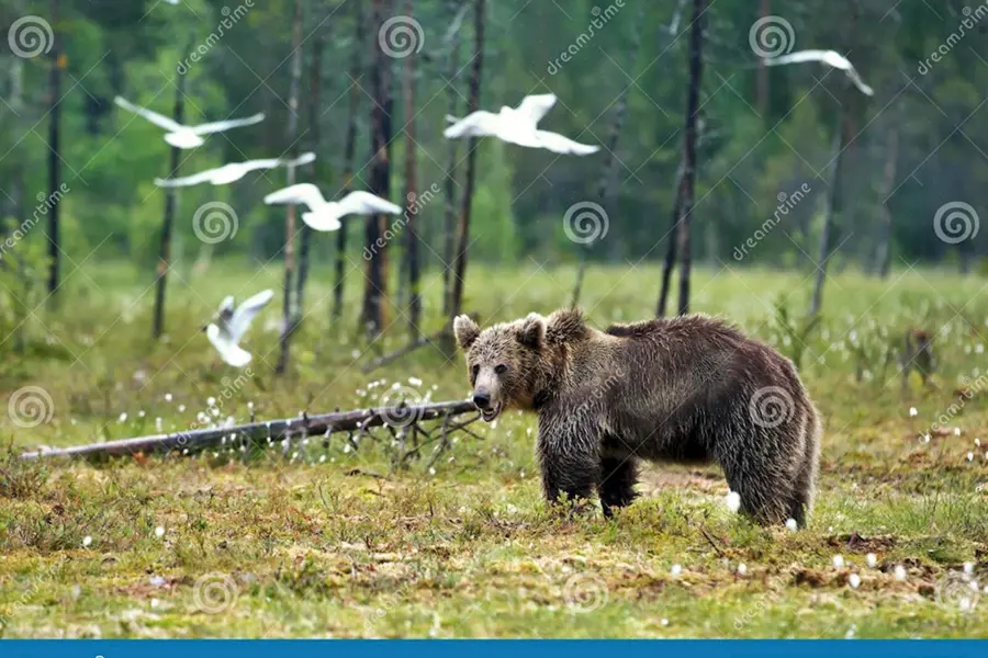 Медведь в болоте лежит