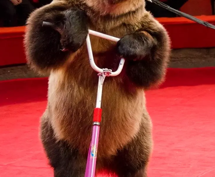 Медведь в цирке