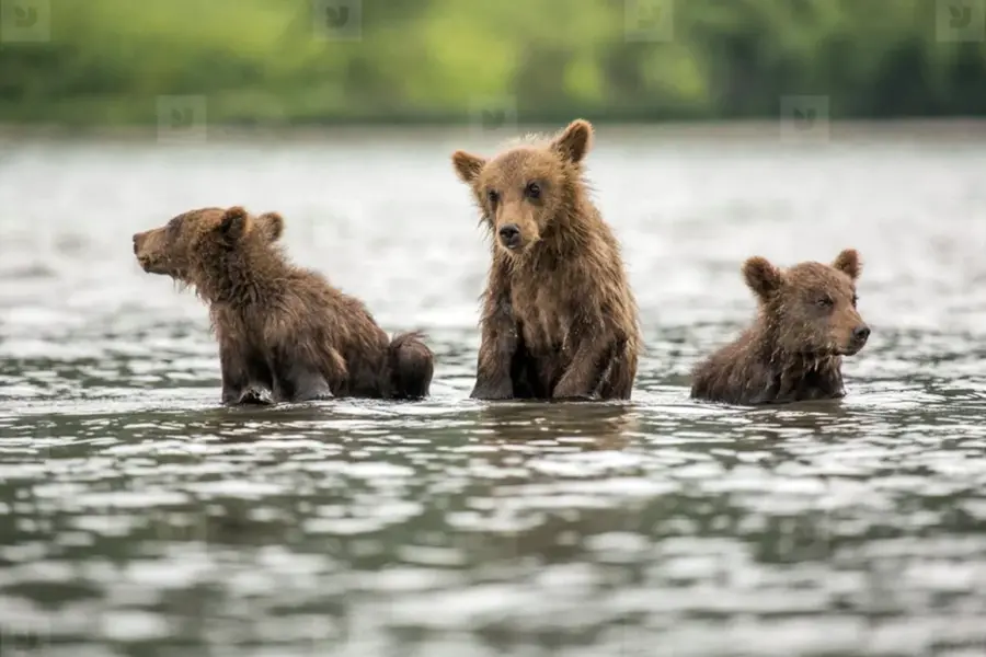 Медведица и медвежата купаются