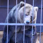 Медвежонок в клетке