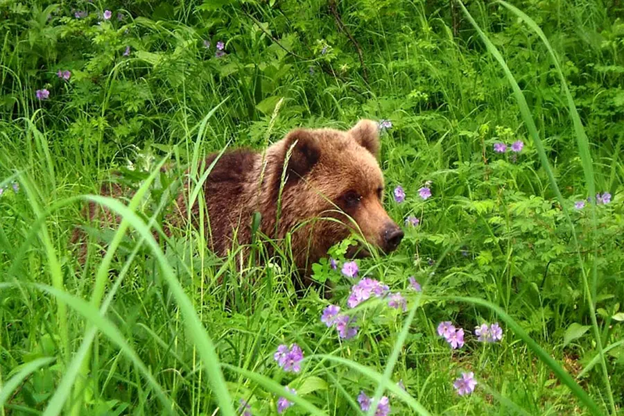 Медвежонок в кустах