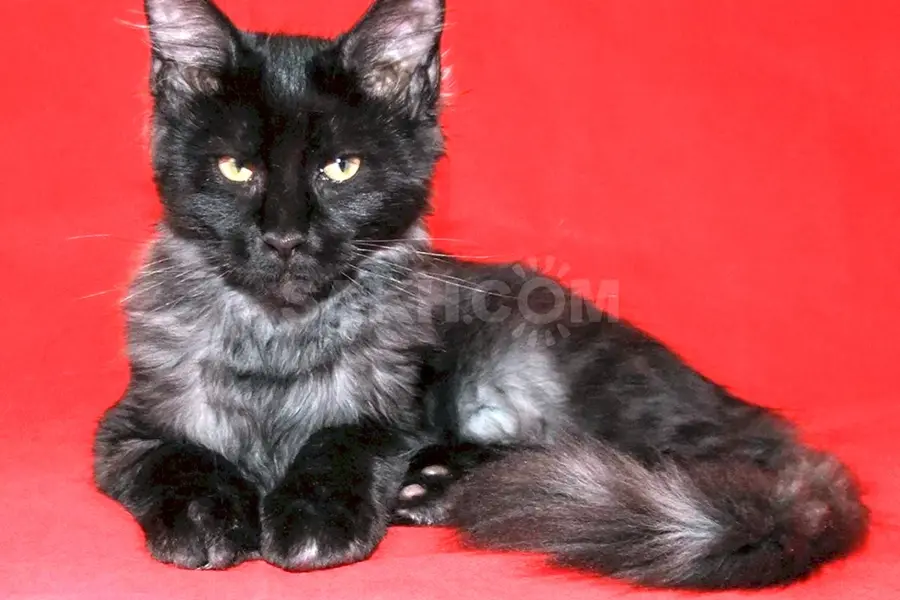Мейн кун дымчатый черный котенок