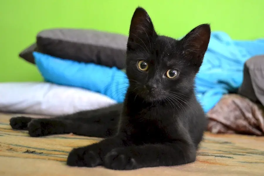 Метис кот черный
