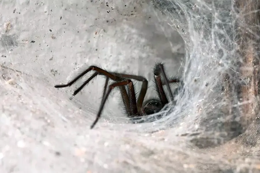 Миграция пауков в Австралии