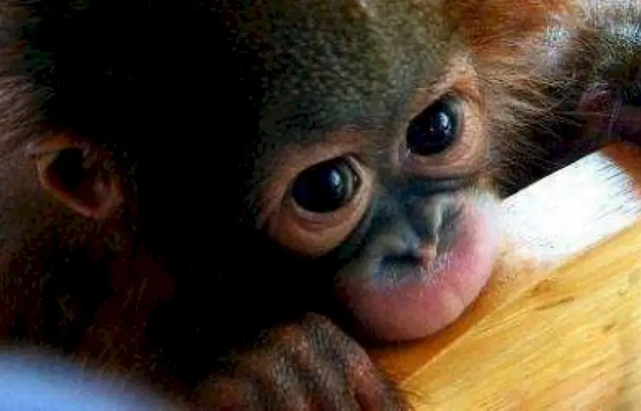 Милая обезьянка с большими глазами