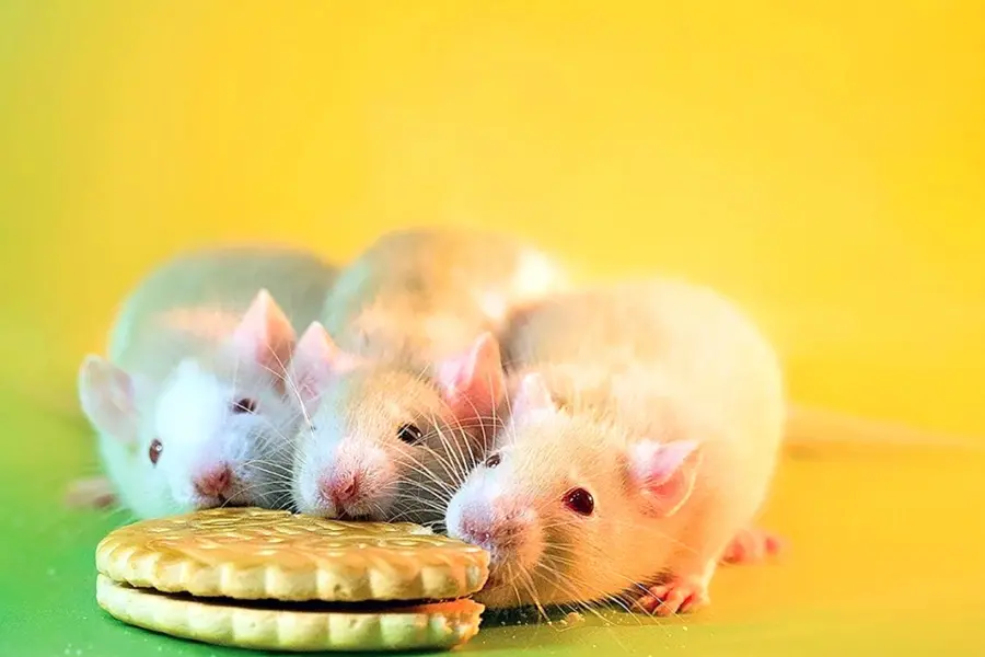 Милые мышки