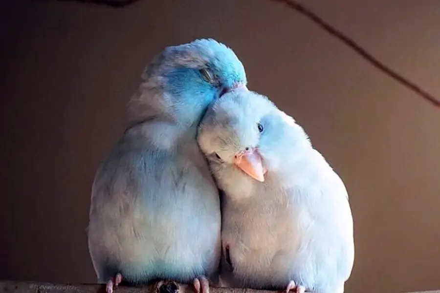 Милые попугайчики неразлучники