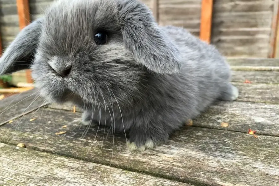 Mini lop кролик