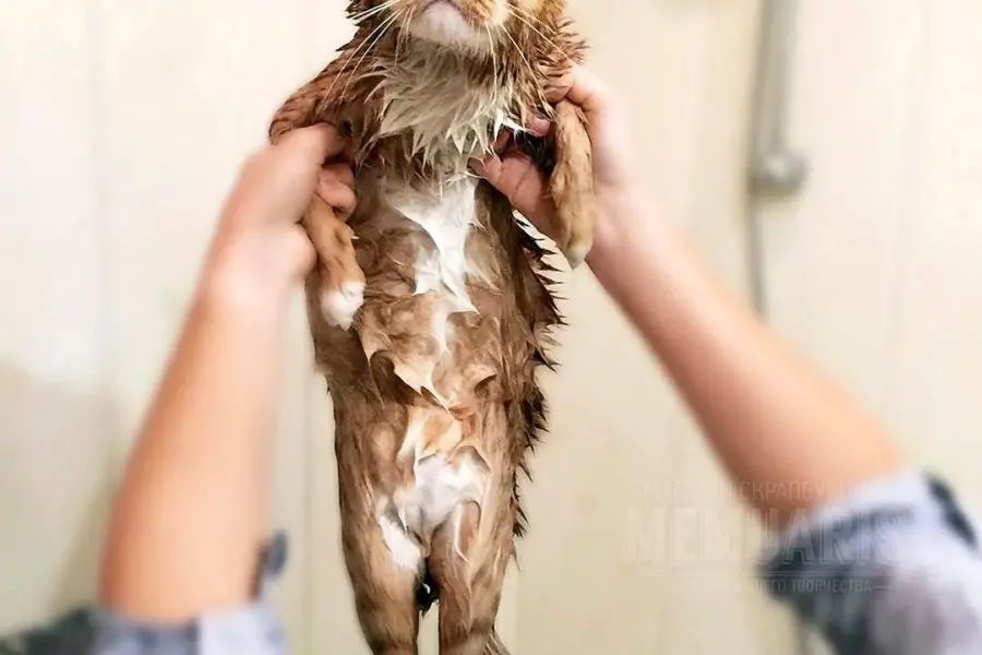 Мокрая кошка