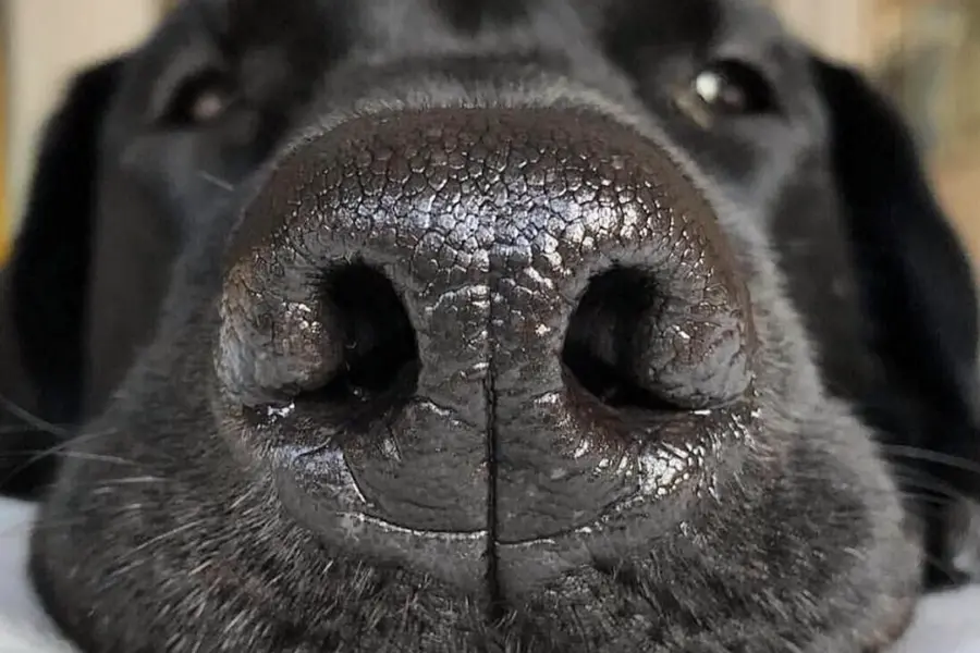 Мокрый нос собаки