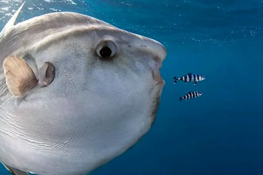 Mola Mola рыба
