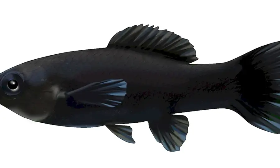 Моллинезия рыбка