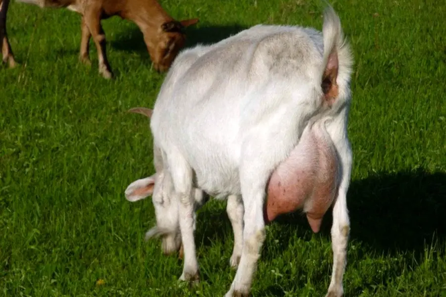 Молочная коза порода зааненская