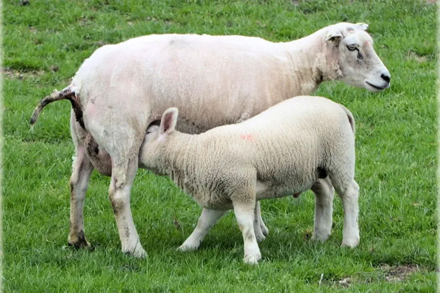 Молочная порода овец Ассаф