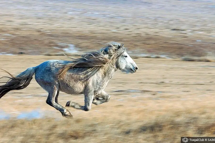 Монгол лошади порода