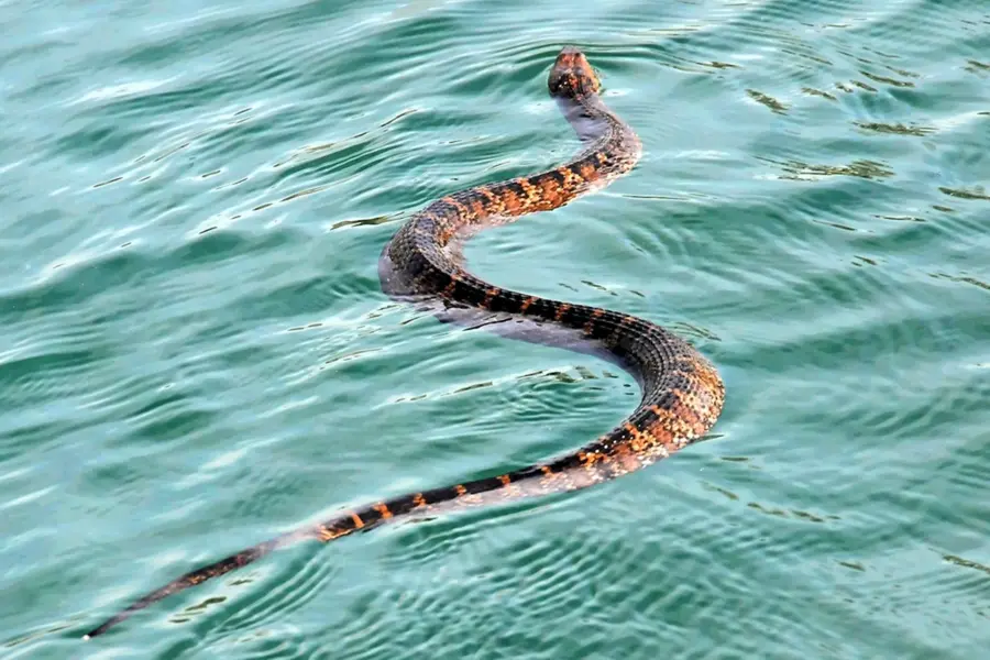 Морская гадюка змея