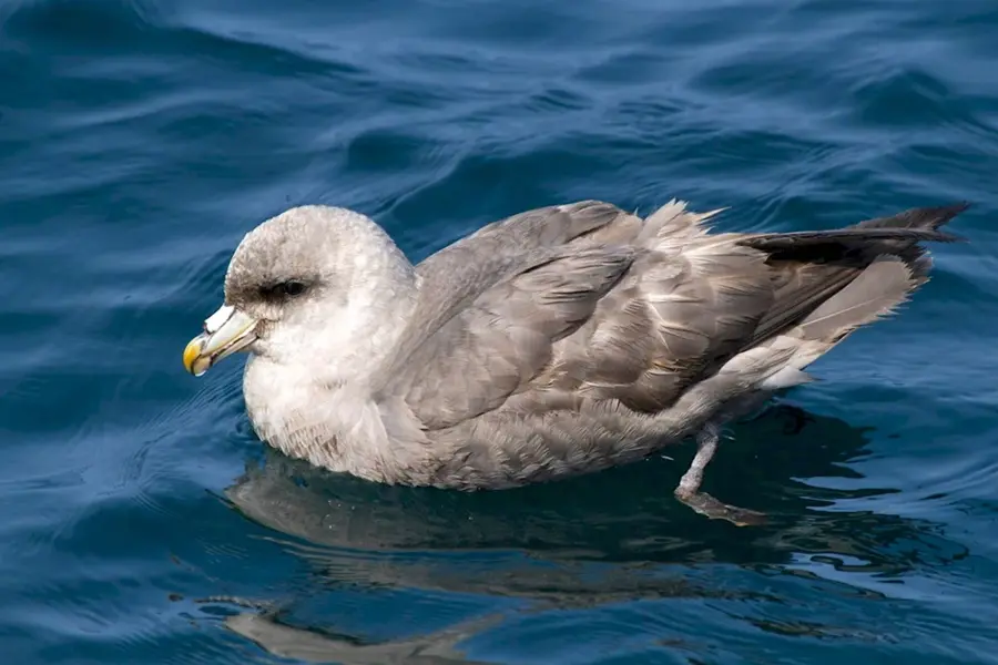 Морские птицы Охотского моря