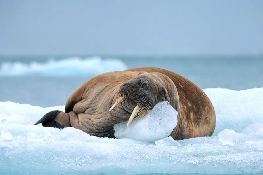 Морж в Арктике Арктика